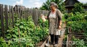 В конце мая вношу всего одну ложку этого средства под каждый куст: почва напитается и урожай пойдет в рост