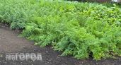 Забыла про морковную муху на все лето: просто втыкаю это растение между рядами и собираю чистый урожай