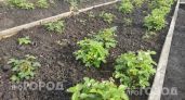 В июне клубнике нужна одна подкормка: вношу по ложке под каждый куст и собираю ягоды размером с кулак