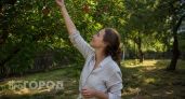 Никакой химии на яблонях больше не нужно: просто закрепите это на ветках в июне и забудьте о червивых плодах