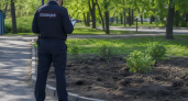 Девять хвойных растений и два куста роз похитили из Парка Победы в Саратове