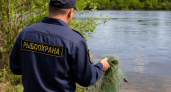 В Саратовской области из браконьерских сетей спасли 1500 рыб