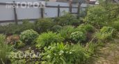 Ваша дача станет приманкой для клещей: уберите эти пять растений, чтобы обезопасить себя и близких людей