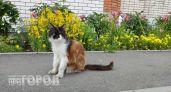 Вы совершаете критическую ошибку после ссоры с питомцем: узнайте, как восстановить доверие своей кошки