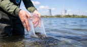 Балаковская АЭС выпустила в Саратовское водохранилище более 73 тысяч мальков стерляди