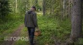Где набрать полные корзины: гид по самым грибным местам Саратовской области