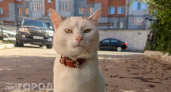 Перестаньте мучить питомца: пол кошки можно безошибочно определить по одной детали на мордочке за секунду