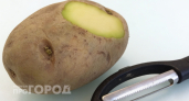 Зеленый картофель на кухне: рассказываю почему риск отравления реален и что лучше сделать прямо сейчас