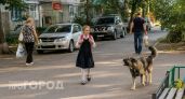 Бездомная собака напала на девочку в Саратове: уже завели дело