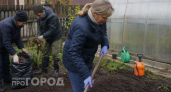 Забудьте про химию: одна осенняя процедура в теплице избавит от фитофторы и восстановит здоровье почвы