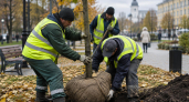 В Саратове этой осенью высадят около 300 новых деревьев в трех районах