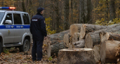 В саратовском лесничестве вырубили дубовую рощу с ущербом почти в полмиллиона