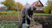 Больше не мучаюсь с урожаем картофеля: нашел забытую методику 1976 года и теперь собираю ведрами с куста