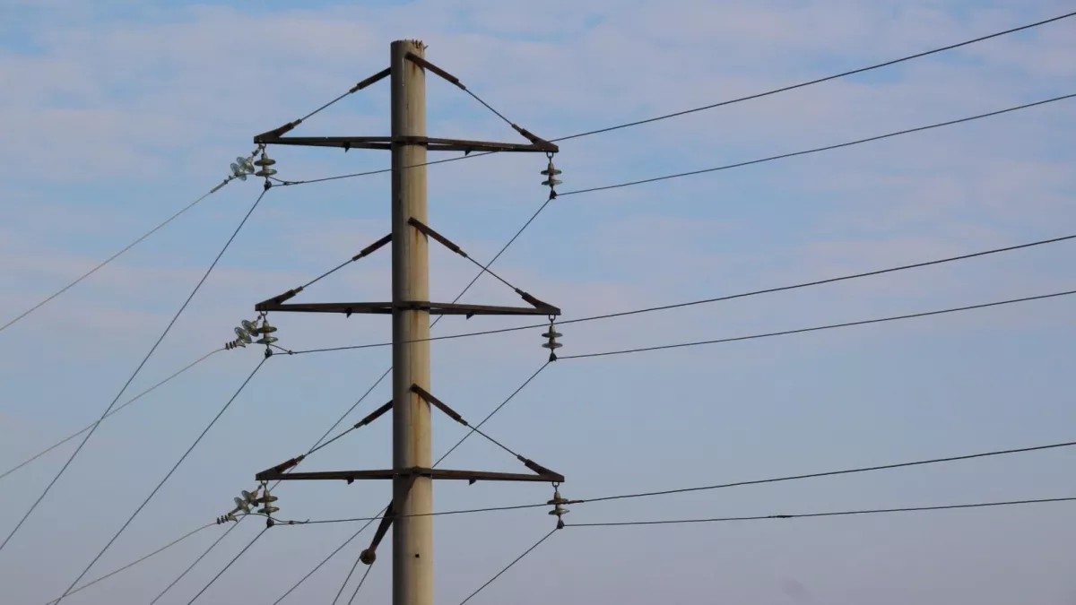 В 21 районе Саратовской области птицы гибнут от электричества