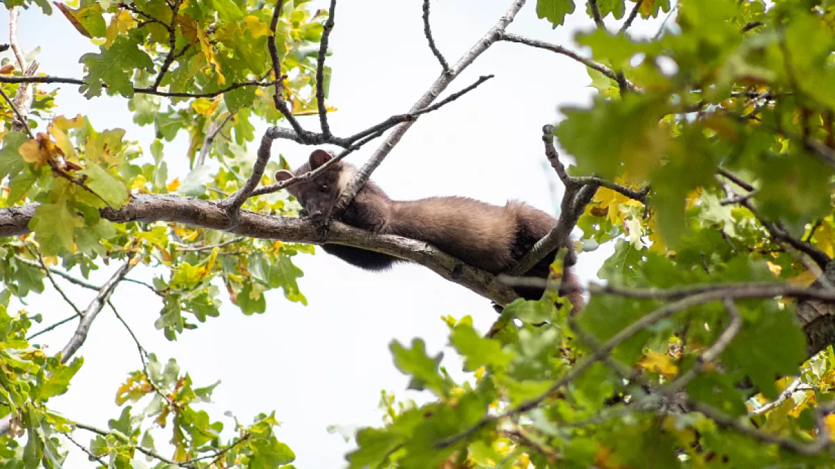 Популяция лосей в Саратовской области выросла на 2 тысячи за пять лет