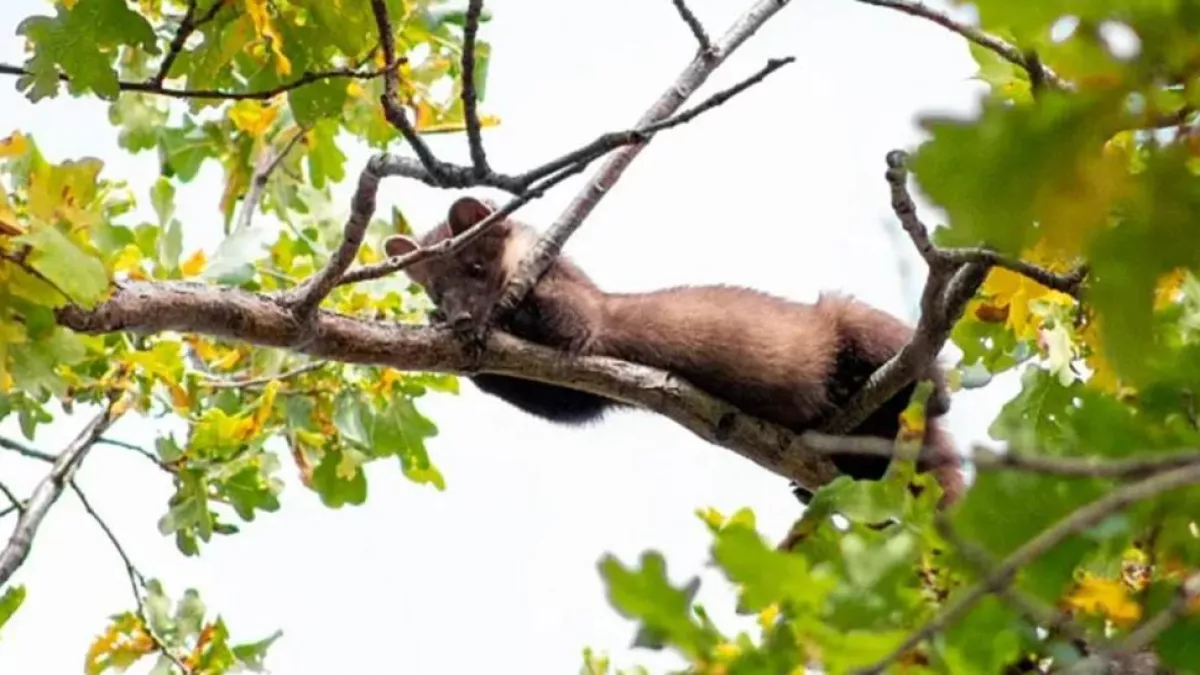25 гектаров в огне: в Саратове спасали детский лагерь от пожара