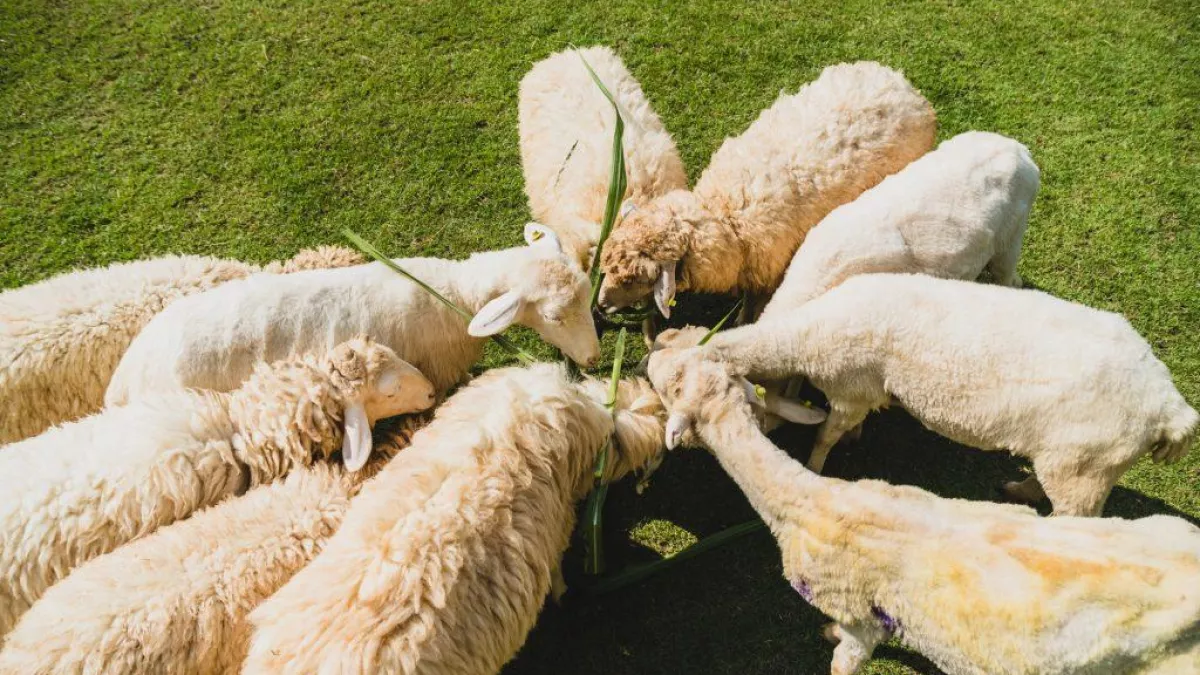 Саратовские овцеводы планируют утроить производство баранины к 2026 году