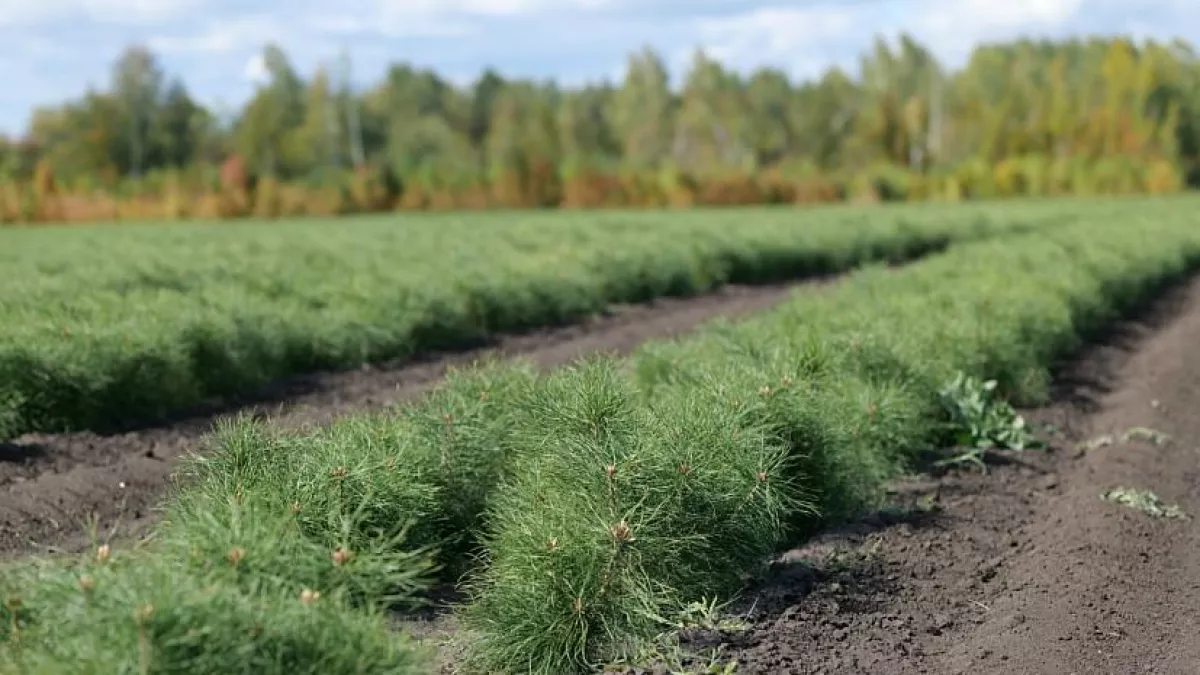 4 тысячи гектаров леса высадят в Саратовской области