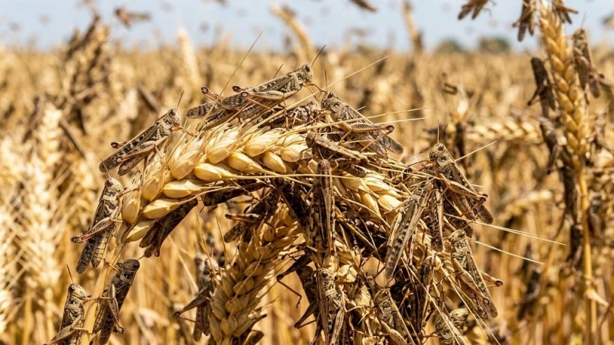Саратовской области грозит нашествие саранчи из соседних регионов