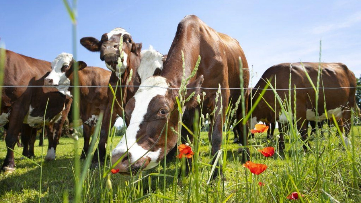Саратовские племхозяйства нарастили производство молока на 21% за год