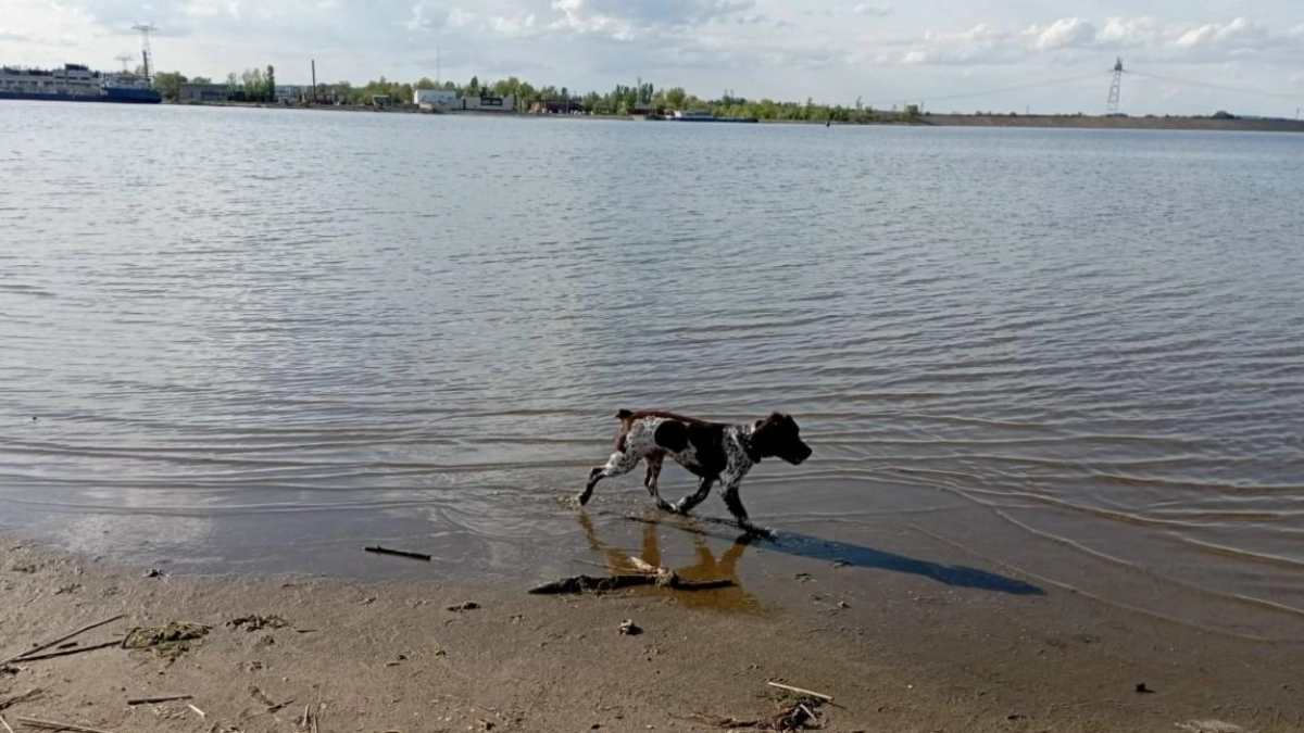 Клещи в траве: как уберечь собаку весной и что делать при укусе