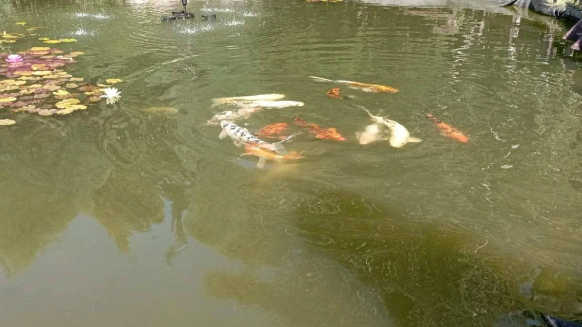 Пруд с осетром и будущей чёрной икрой выставили на аренду под Саратовом