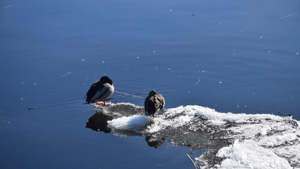 В Саратовской области с четверга ожидается потепление до +15