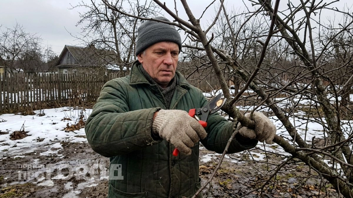 Весенняя обрезка оставляет деревья без сил, поэтому я формирую крону при легком минусе и собираю ведра крупных яблок