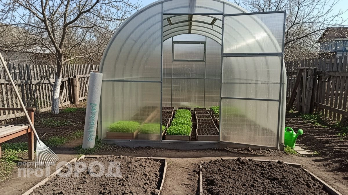 В марте засеваю теплицу без обогрева — к середине апреля уже ем свежую зелень и редис с грядки