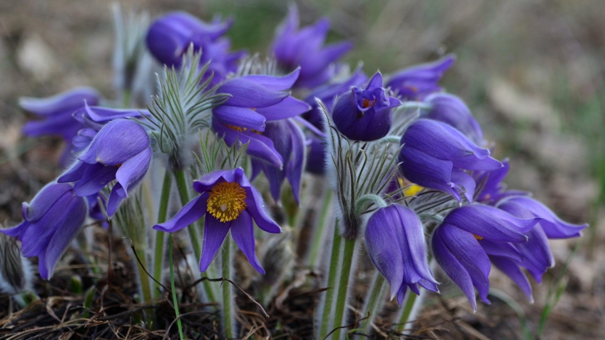 Сбор первоцветов в Саратовской области грозит штрафом: семь видов под защитой