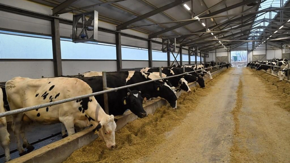 Карантин по лейкозу скота введён в двух сёлах Советского района