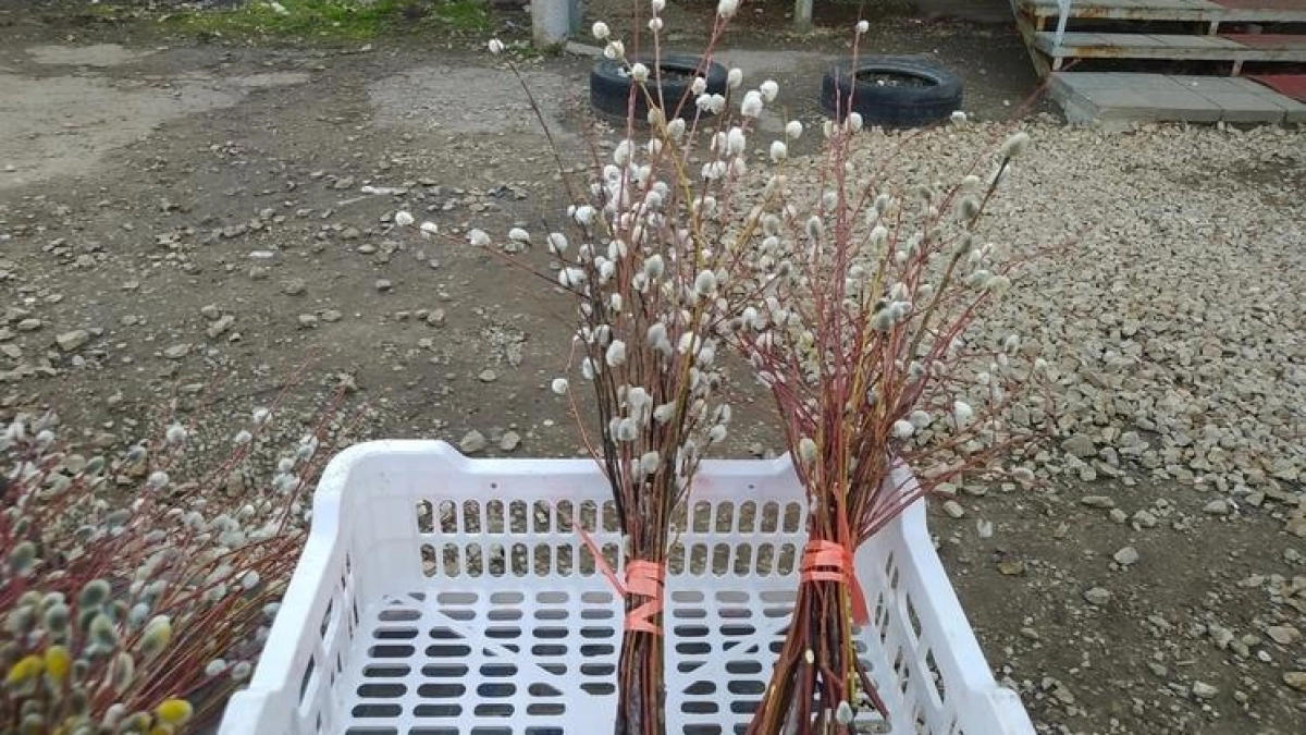 Верба к Вербному воскресенью в Саратове подорожала до 350 рублей