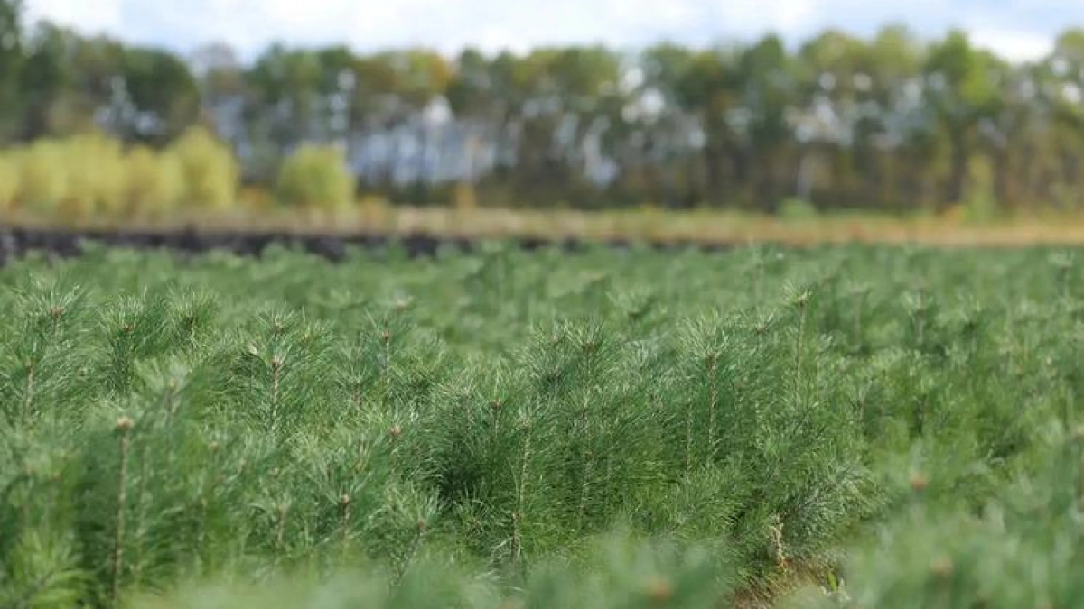Саратовская область начала масштабное лесовосстановление с 715 га в Вольском районе