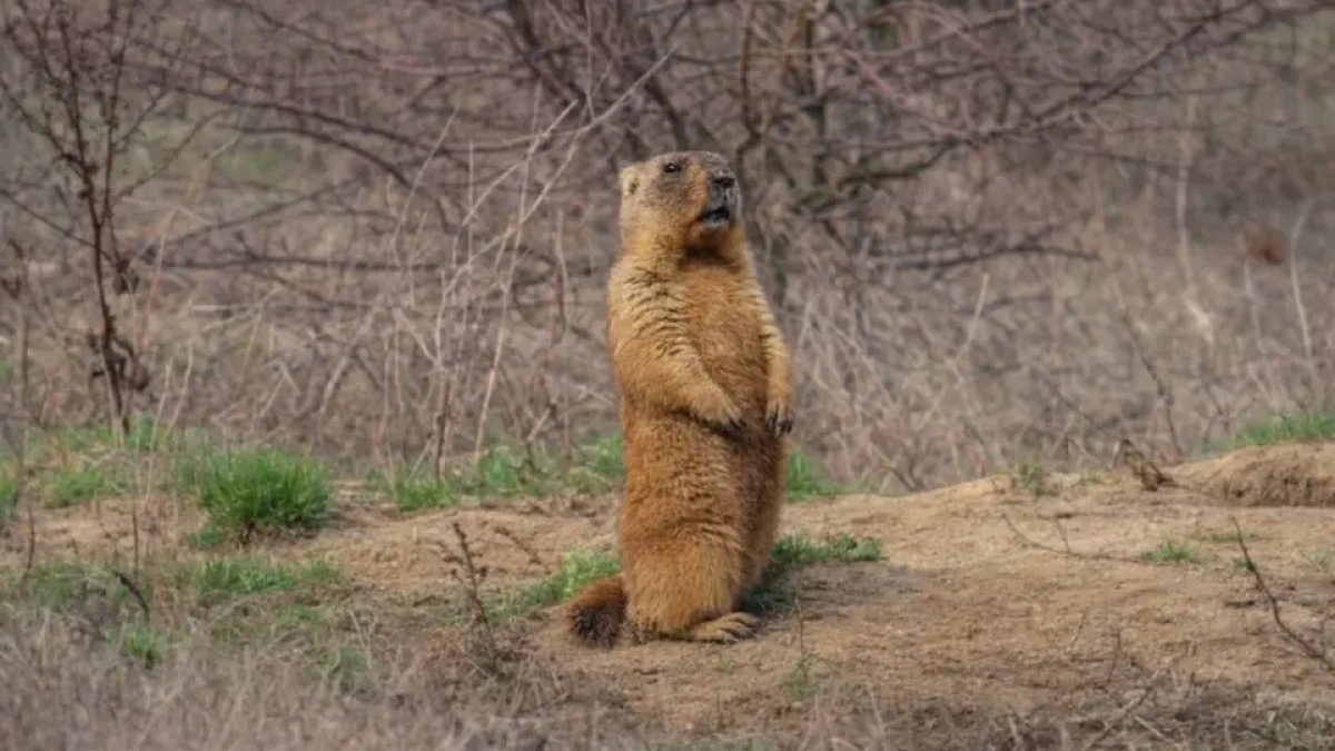Орнитолог сбилась со счёта змей в саратовском лесу и нашла следы барсука