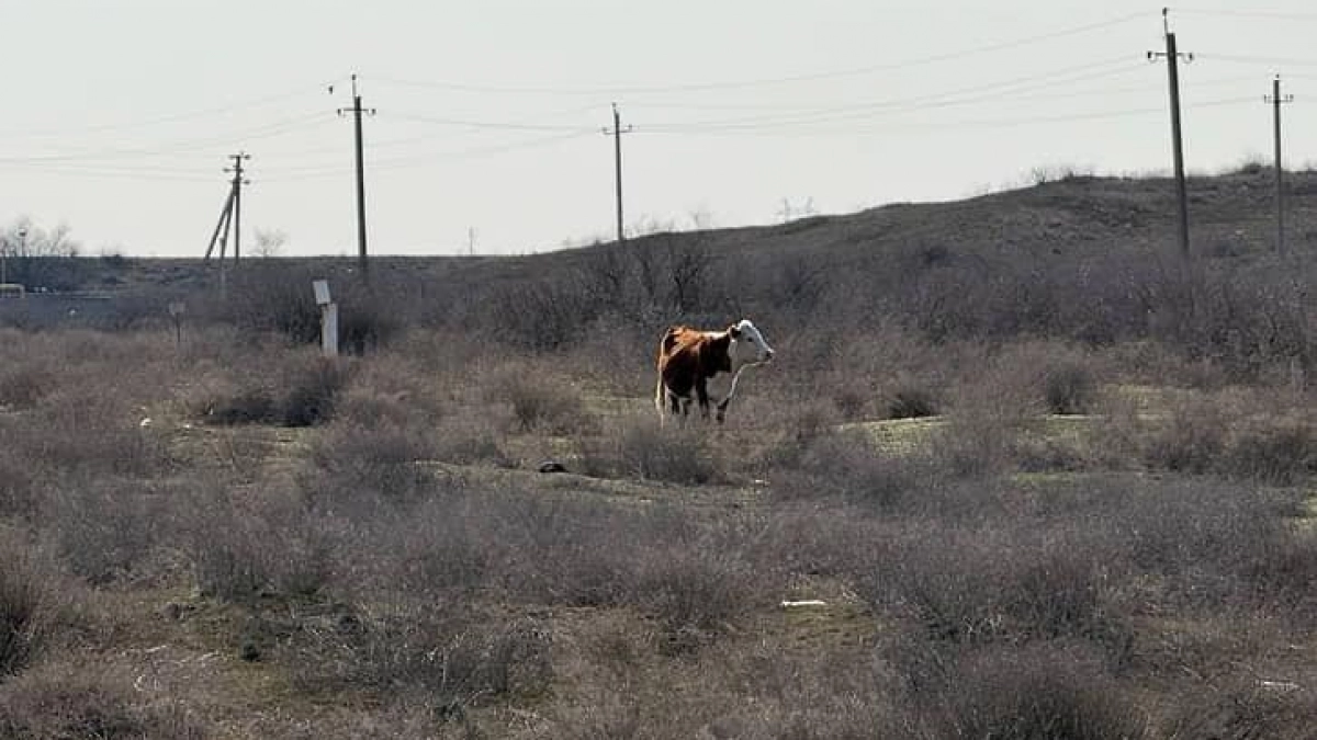В Советском районе Саратовской области два очага лейкоза КРС поставлены на карантин