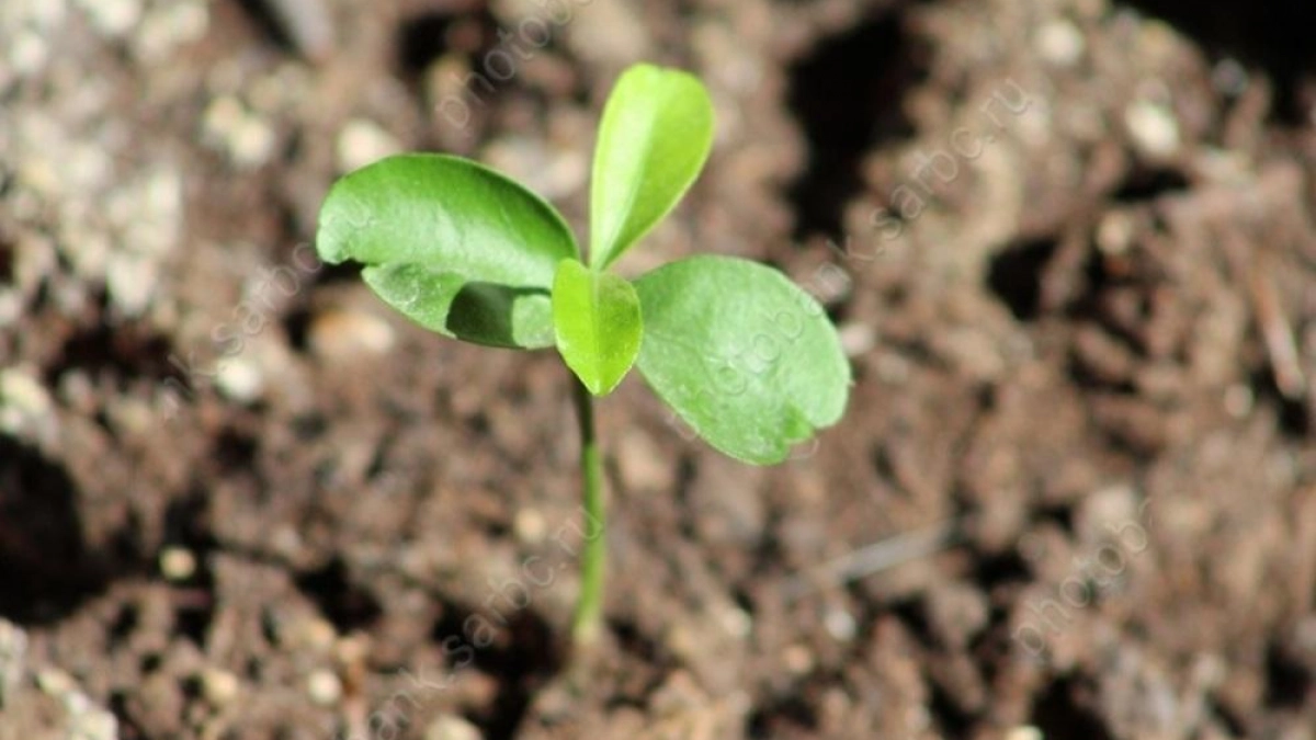 Саратовские аграрии получили 151 млн по страховкам за бури и вымерзание