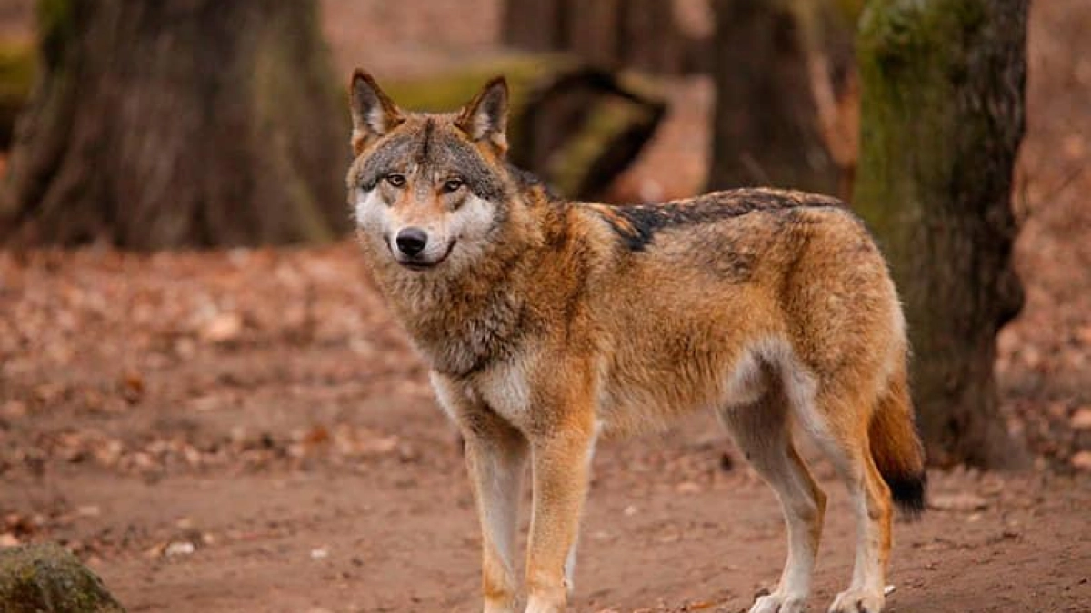 Саратовское минприроды открестилось от волка, сбежавшего в южнокорейском зоопарке