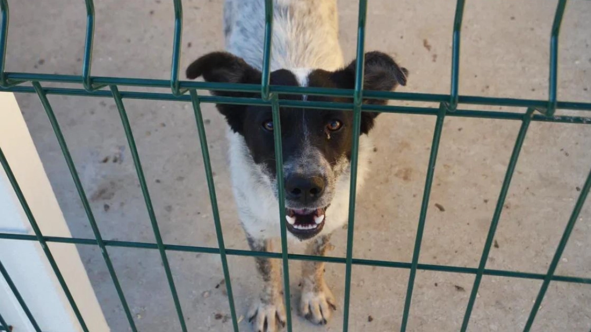 Экс-руководитель саратовского «Зооцентра» вернул украденные 1,5 млн из гранта на приют