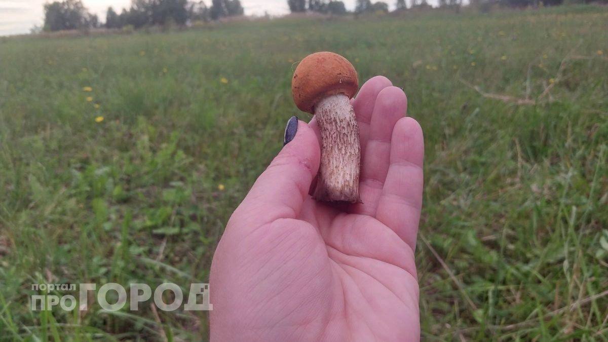 Гид по грибным местам Саратовской области: куда ехать в новом сезоне