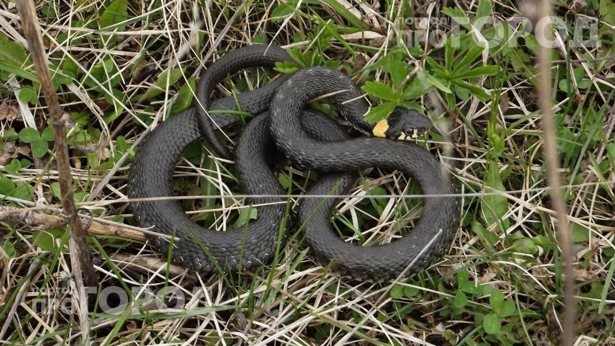 Вы совершаете роковую ошибку: эти растения превращают ваш дачный участок в настоящий рассадник для змей