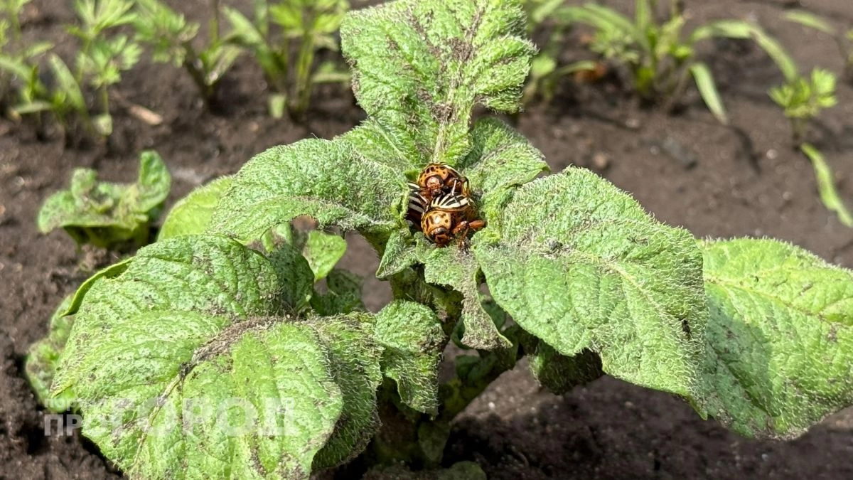 Забудьте про покупную химию: этот бесплатный сорняк полностью очистит ваш картофель от колорадского жука