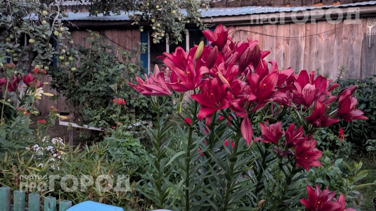 Ваш сад будет выглядеть как с обложки журнала: 7 кустарников для ленивых, которые цветут все лето напролет