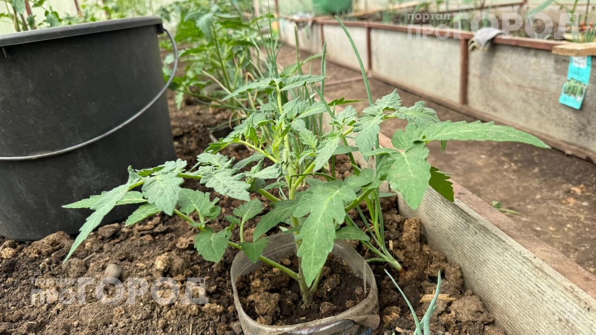 Забудьте про подвязку и сложные удобрения: мои карликовые томаты дают урожай размером с кулак без лишних хлопот