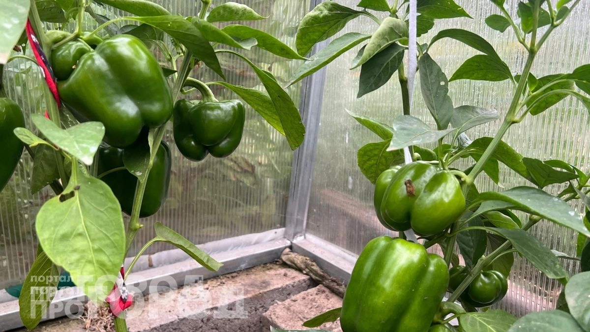 Забудьте о тяжелом труде на огороде: немецкая технология посадки перца удваивает урожай без лишней возни
