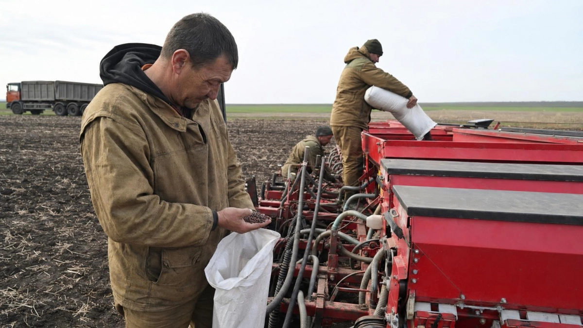 Саратовская область расширит посевы гречихи, нута и твёрдой пшеницы в 2026 году