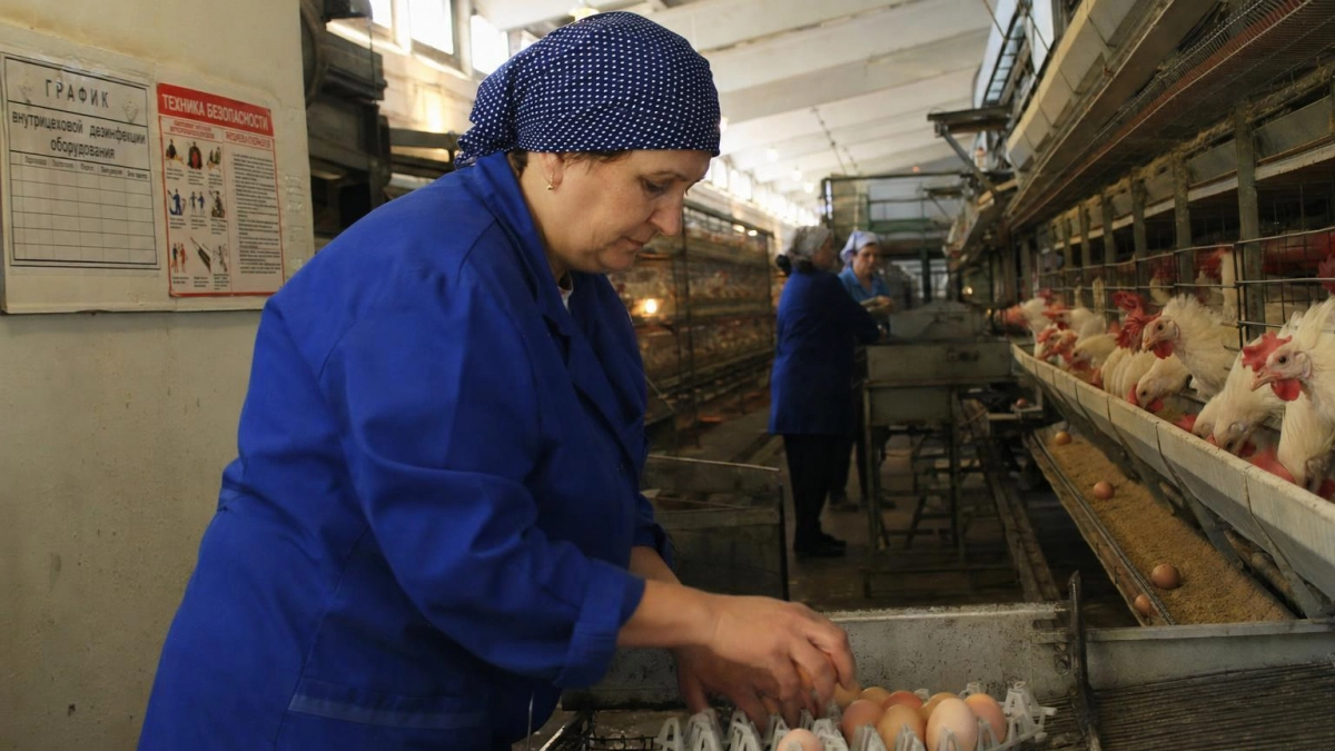 Саратовская область производит яиц втрое больше нормы, но курятиной обеспечена на 16%