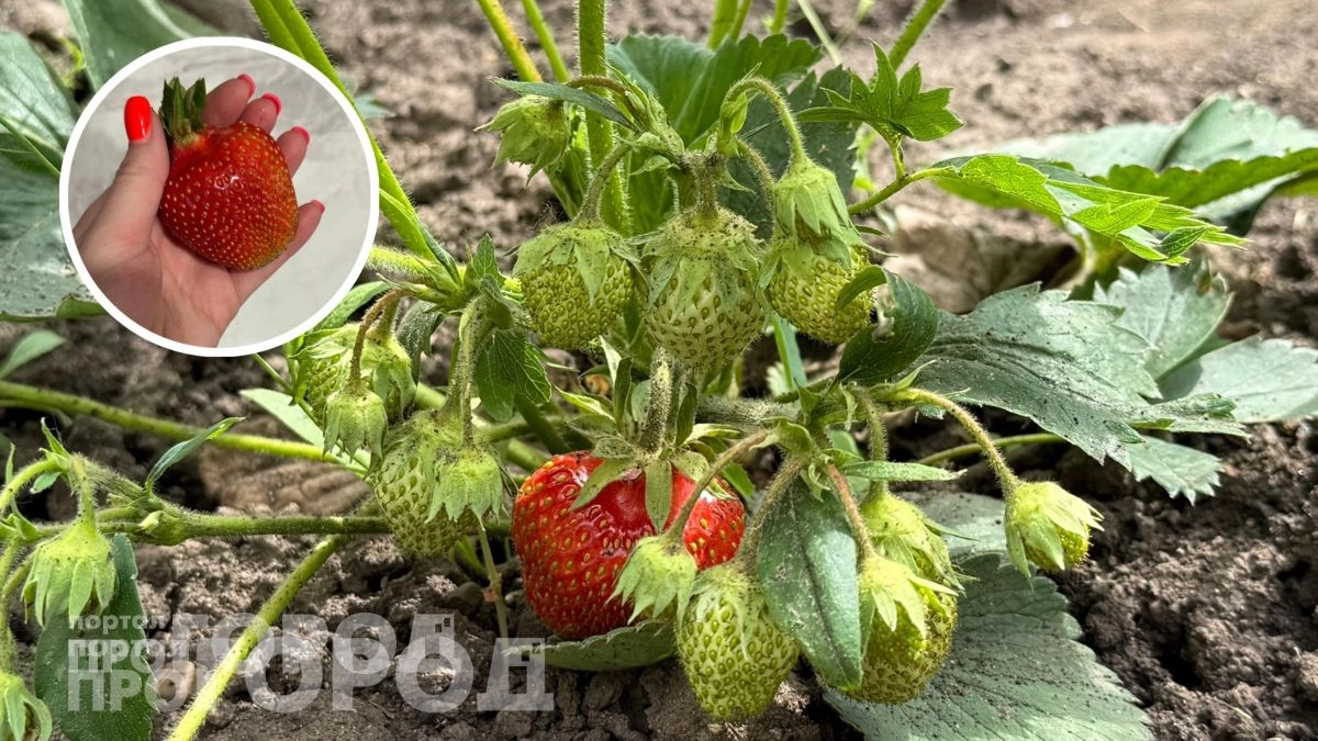 Клубника вырастет размером с кулак: секретный состав для весеннего полива, который дает сахарный урожай