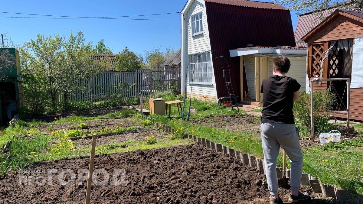 Больше никакой прополки: я нашла идеальную траву, которая сама очищает грядки и удобряет почву вместо химии