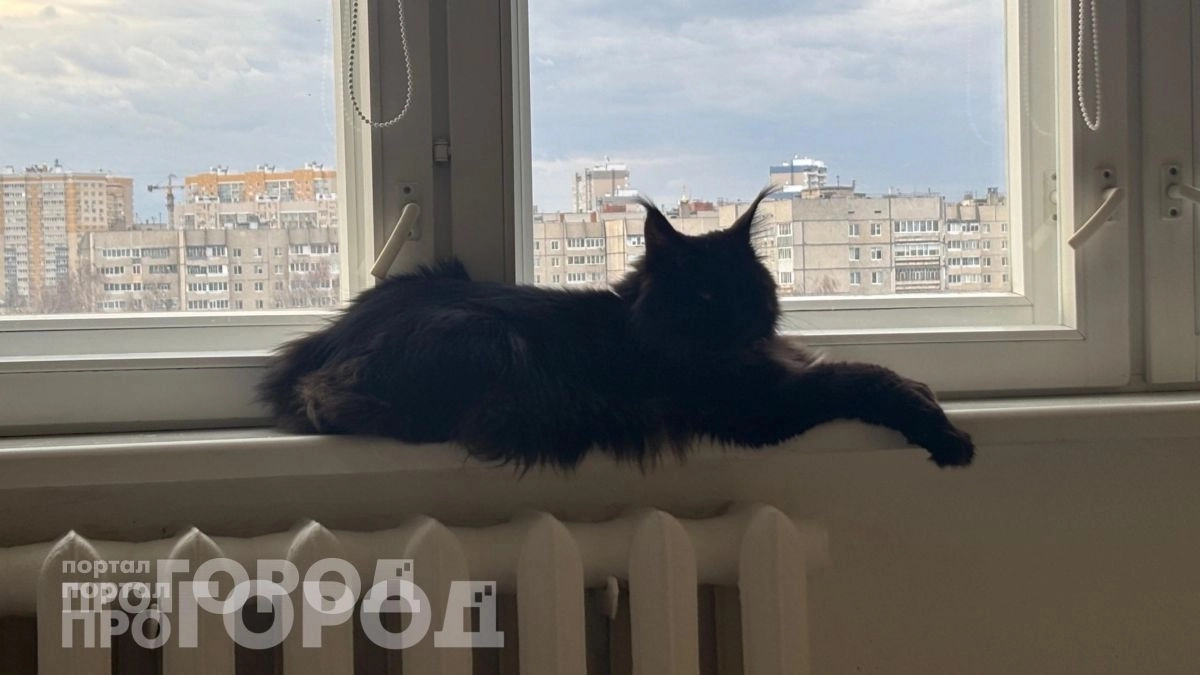Забудьте о частых визитах к ветеринару: 3 породы кошек с крепким иммунитетом, которые живут до 20 лет