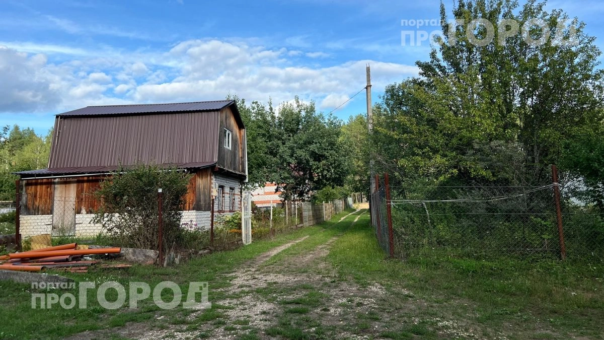 Выкиньте все спреи и фумигаторы: этот кустарник у крыльца обеспечит вам спокойные вечера без единого комара